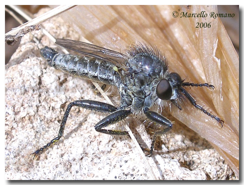 Ditteri Asilidae disturbati dal vento